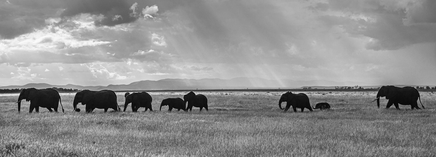 Elephant Procession - Edition of 7