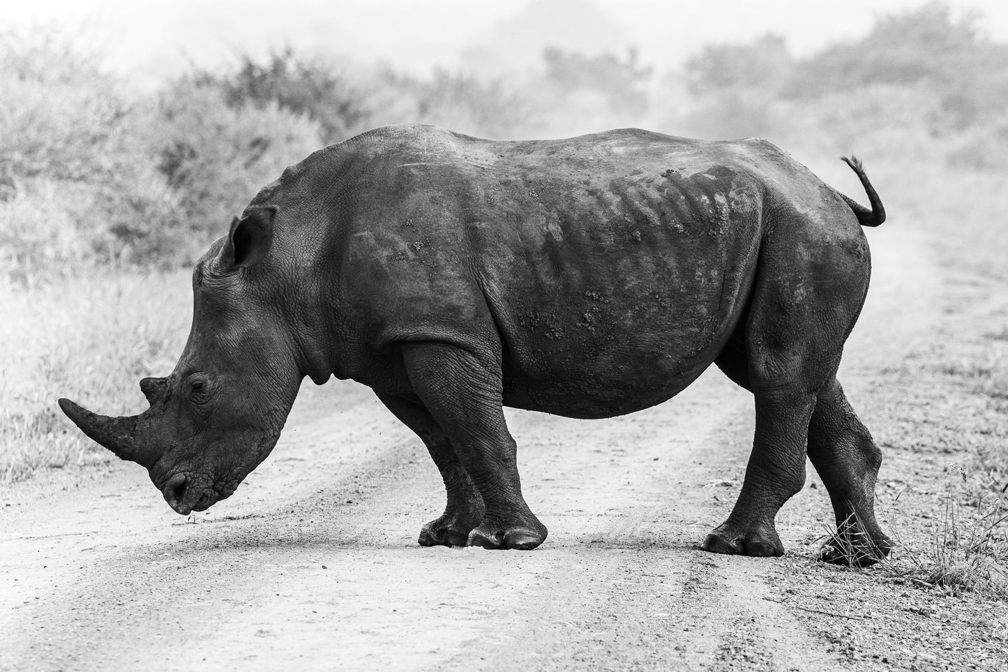 Rhino At The Crossroads - Edition of 7