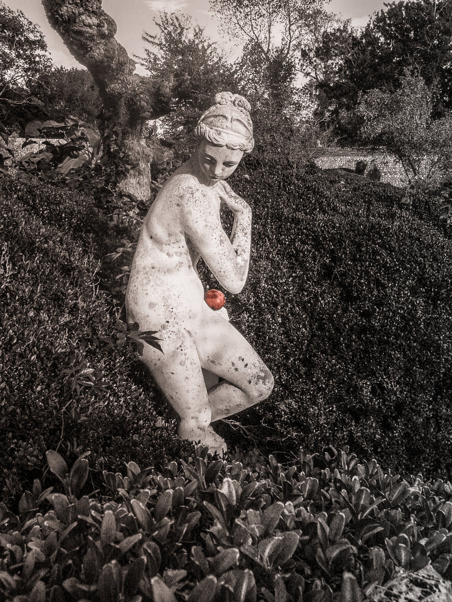 The Forbidden Fruit - Edition of 12