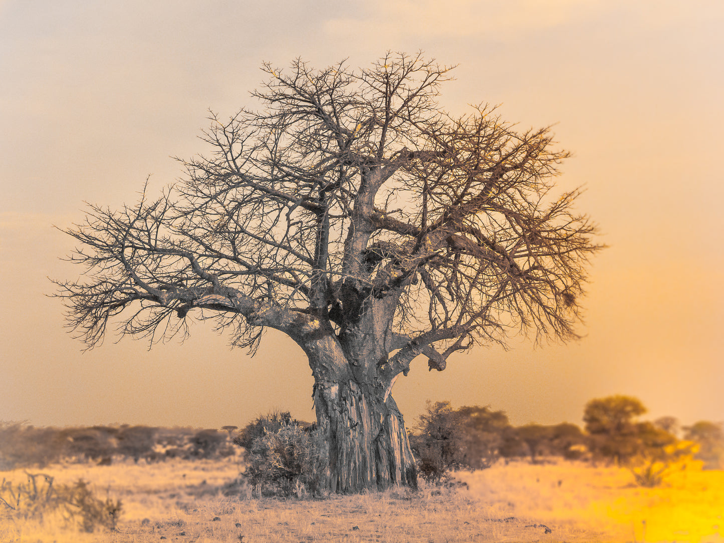 The Baobab - Edition of 12
